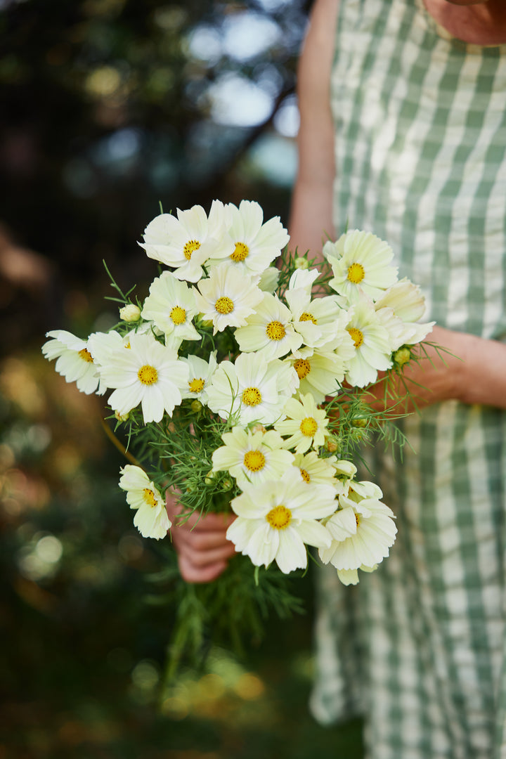 Cosmos Kiiro Flower | X 50 Seeds