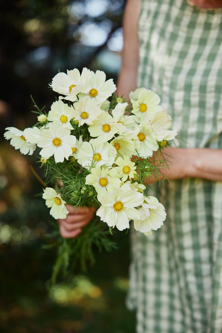 Cosmos Kiiro Flower | X 50 Seeds