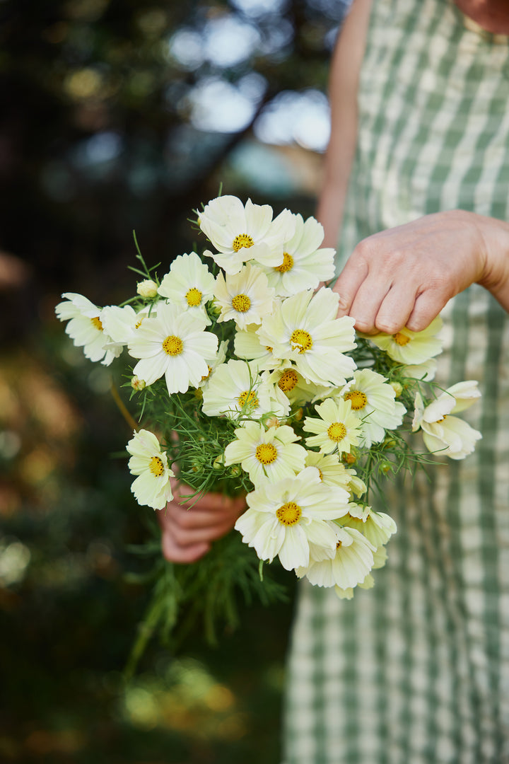 Cosmos Kiiro Flower | X 50 Seeds
