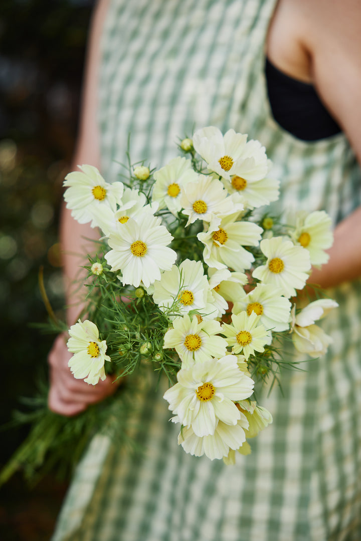 Cosmos Kiiro Flower | X 50 Seeds