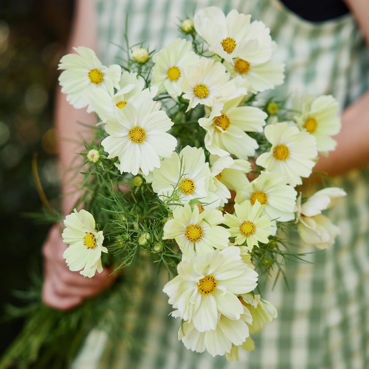 Cosmos Kiiro Flower | X 50 Seeds