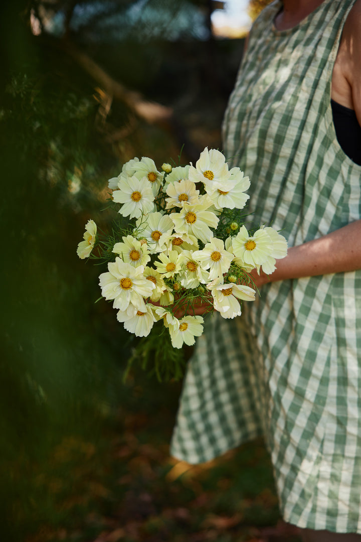 Cosmos Kiiro Flower | X 50 Seeds