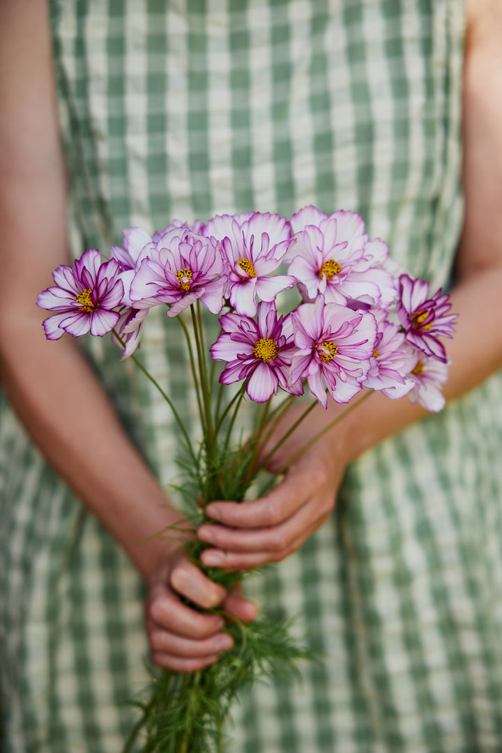 Cosmos Fizzy Picotee Flower | X 50 Seeds