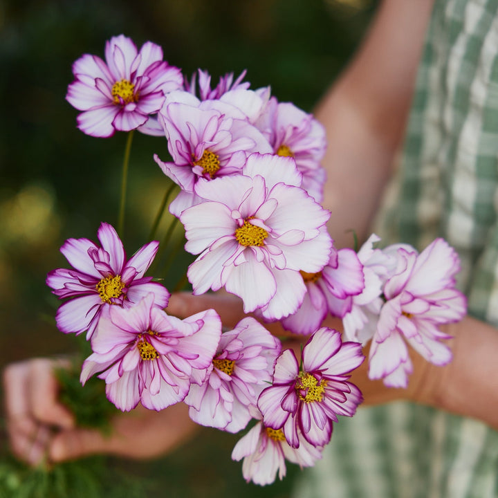 Cosmos Fizzy Picotee Flower | X 50 Seeds