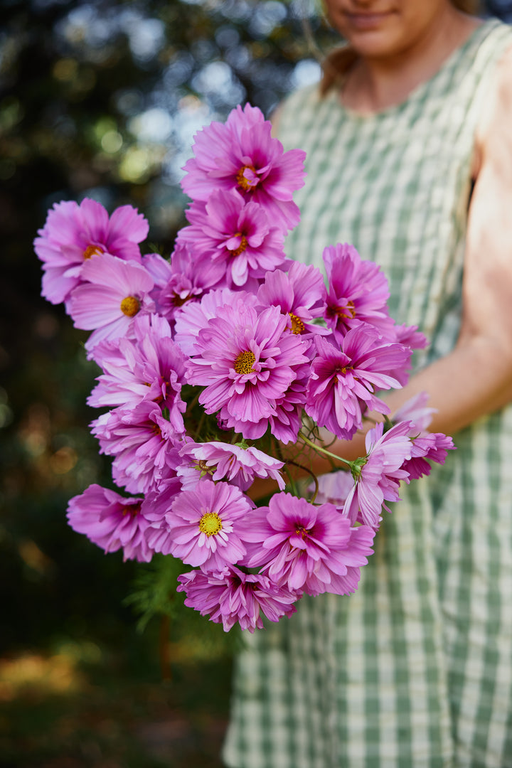 Cosmos Fizzy Rose Flower | X 50 Seeds