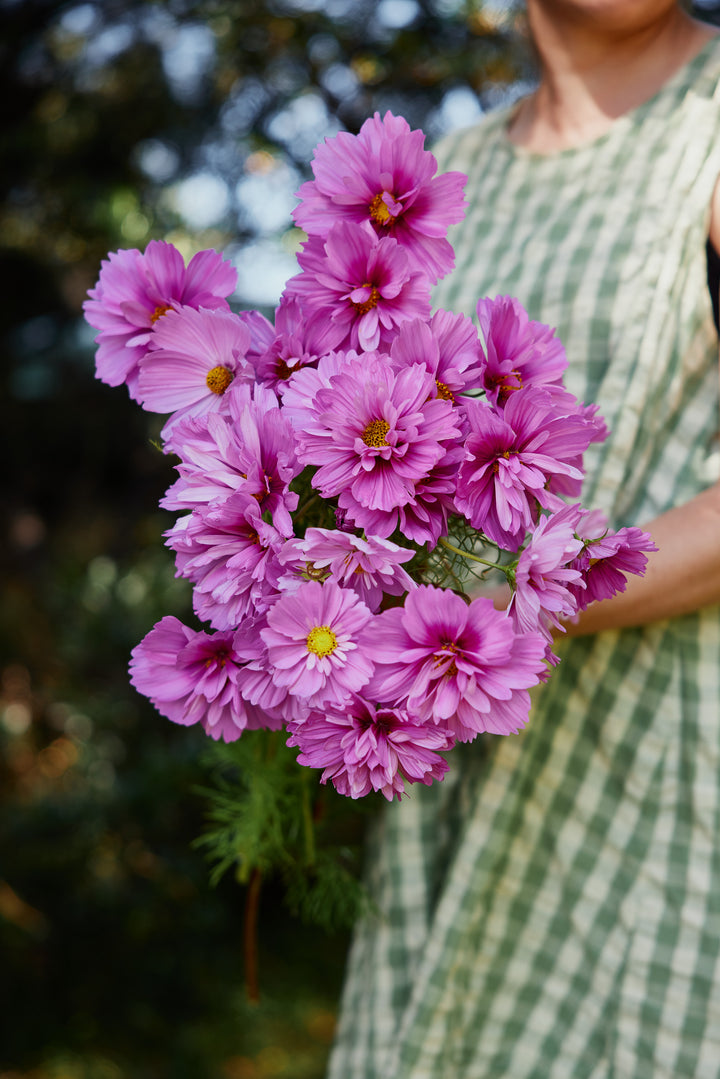 Cosmos Fizzy Rose Flower | X 50 Seeds