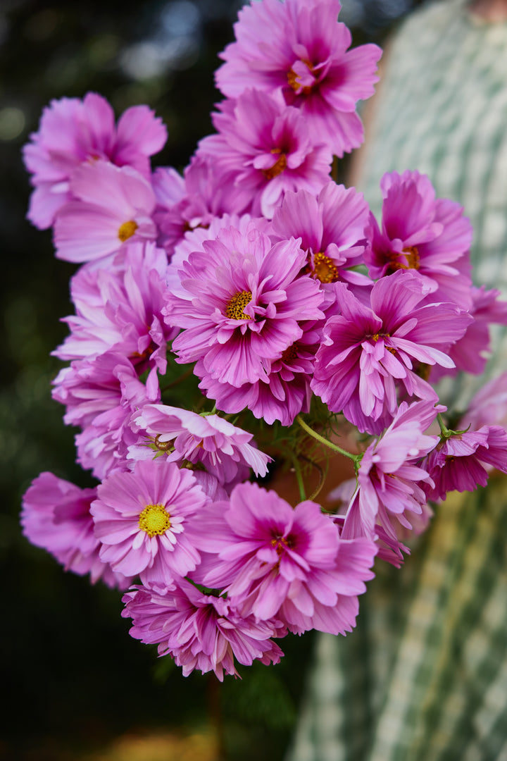 Cosmos Fizzy Rose Flower | X 50 Seeds