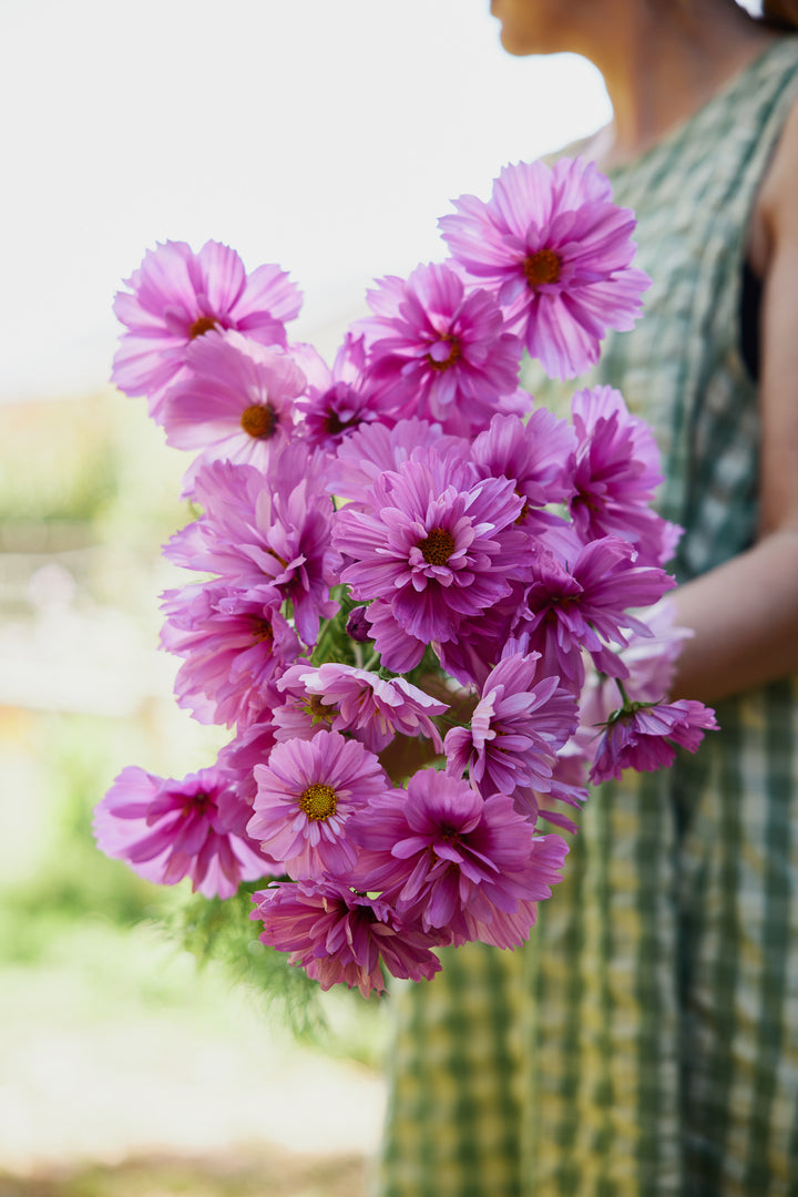 Cosmos Fizzy Rose Flower | X 50 Seeds
