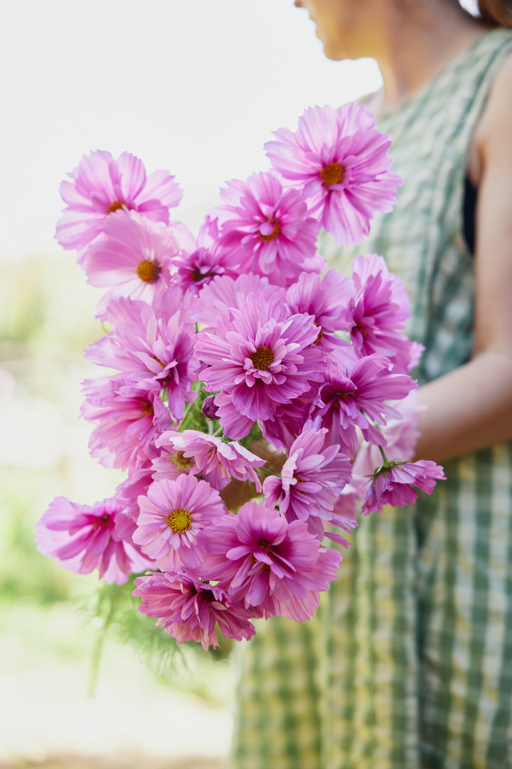 Cosmos Fizzy Rose Flower | X 50 Seeds
