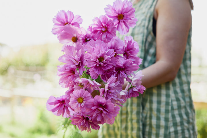 Cosmos Fizzy Rose Flower | X 50 Seeds