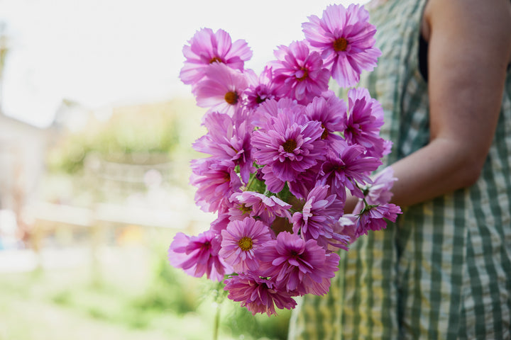Cosmos Fizzy Rose Flower | X 50 Seeds