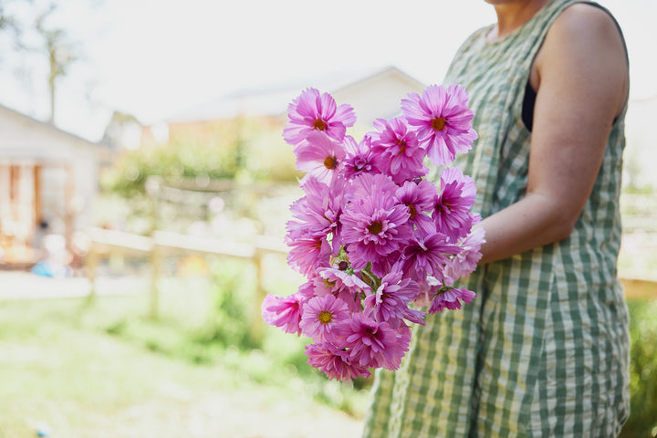 Cosmos Fizzy Rose Flower | X 50 Seeds
