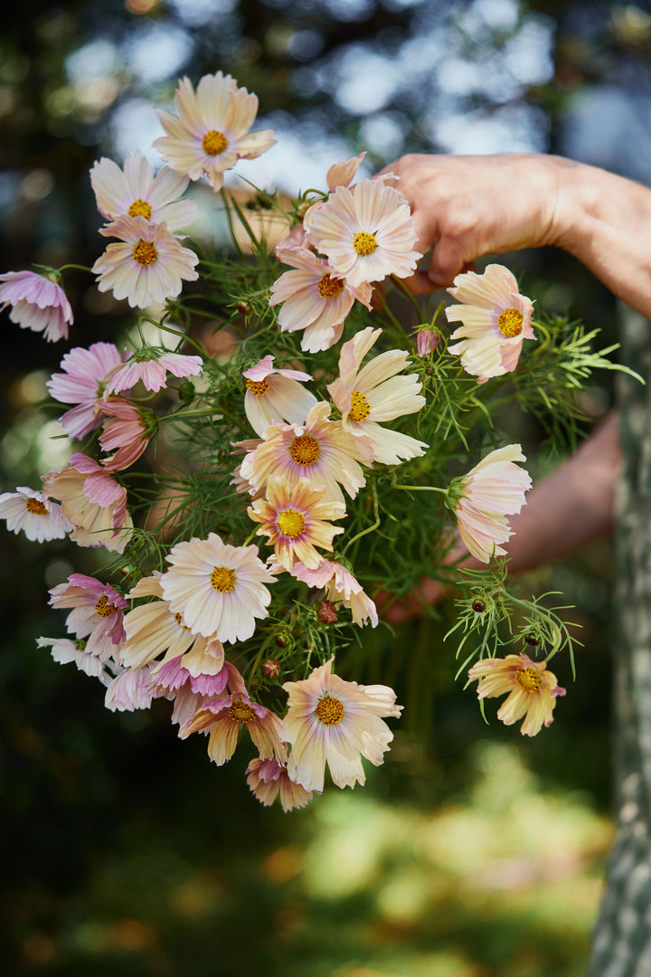 Cosmos Apricot Lemonade Flower | X 30 Seeds