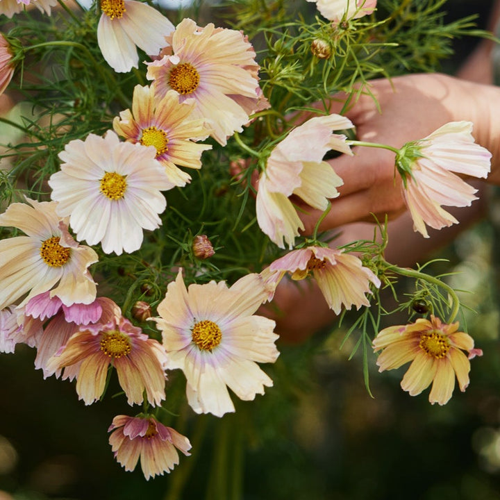 Cosmos Apricot Lemonade Flower | X 30 Seeds