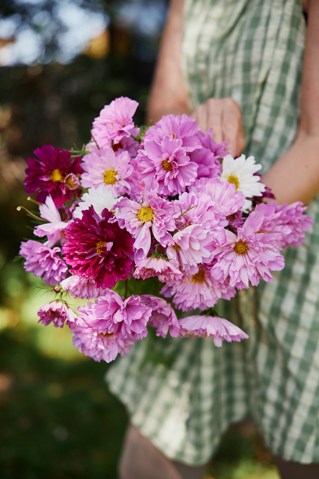 Cosmos Double Click Mix Flower | X 30 Seeds