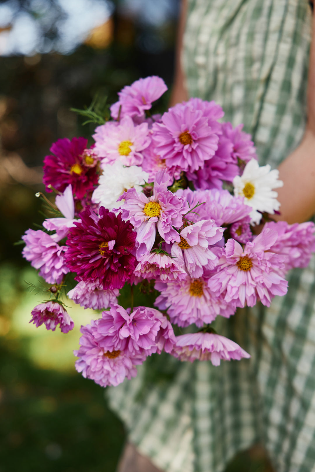 Cosmos Double Click Mix Flower | X 30 Seeds