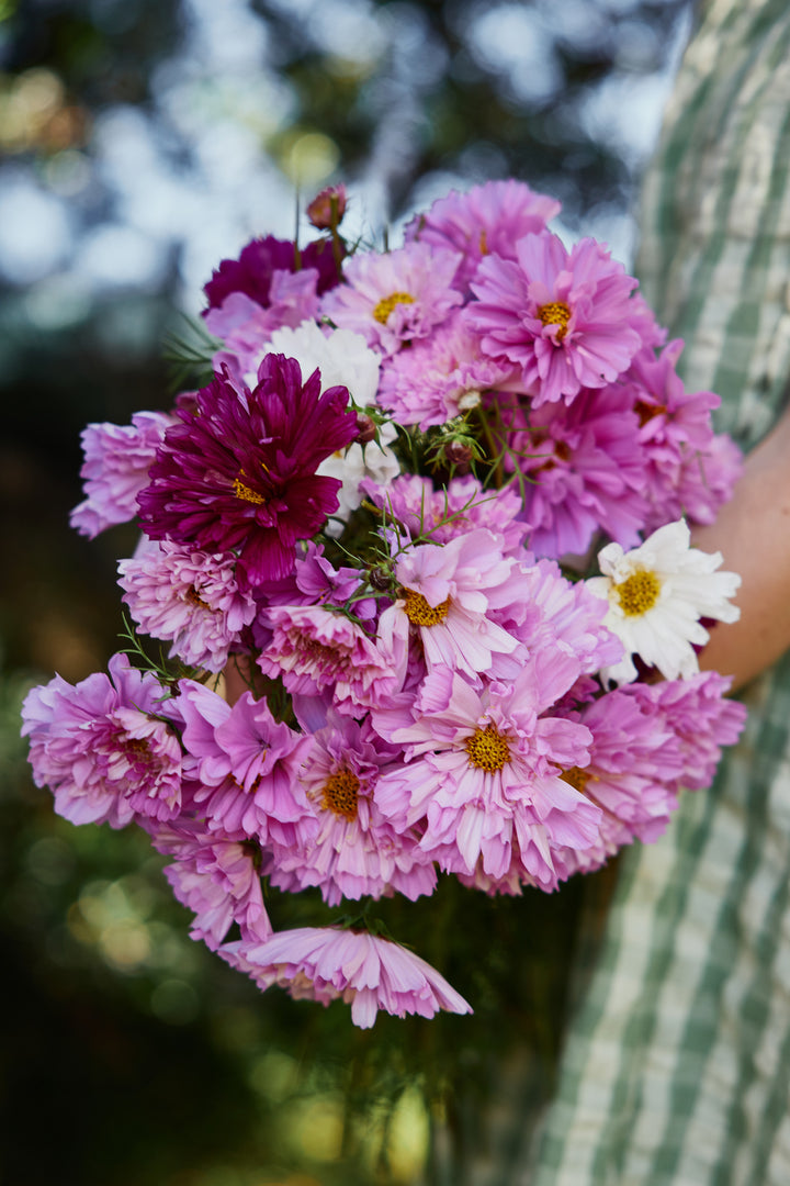 Cosmos Double Click Mix Flower | X 30 Seeds