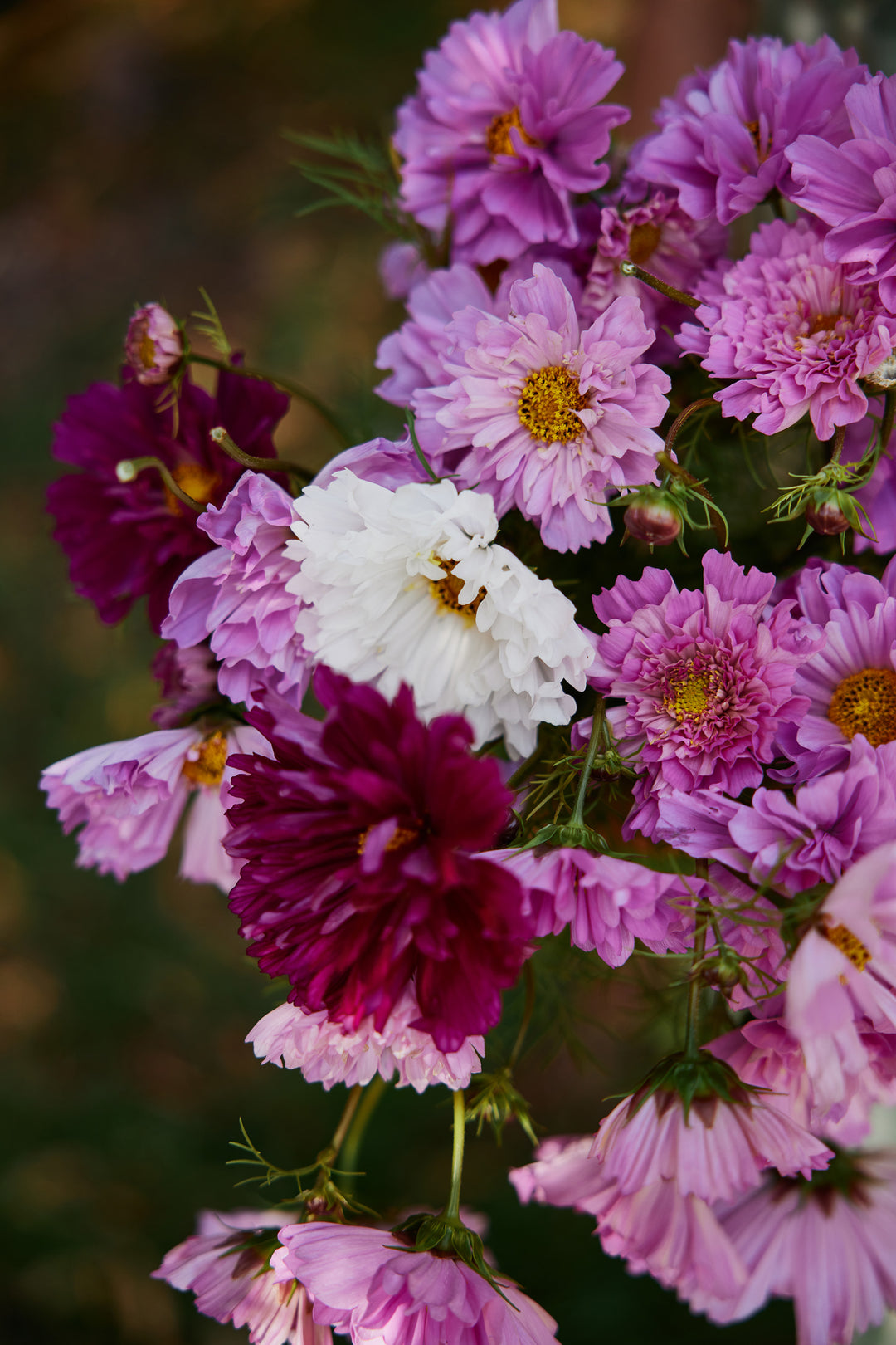 Cosmos Double Click Mix Flower | X 30 Seeds