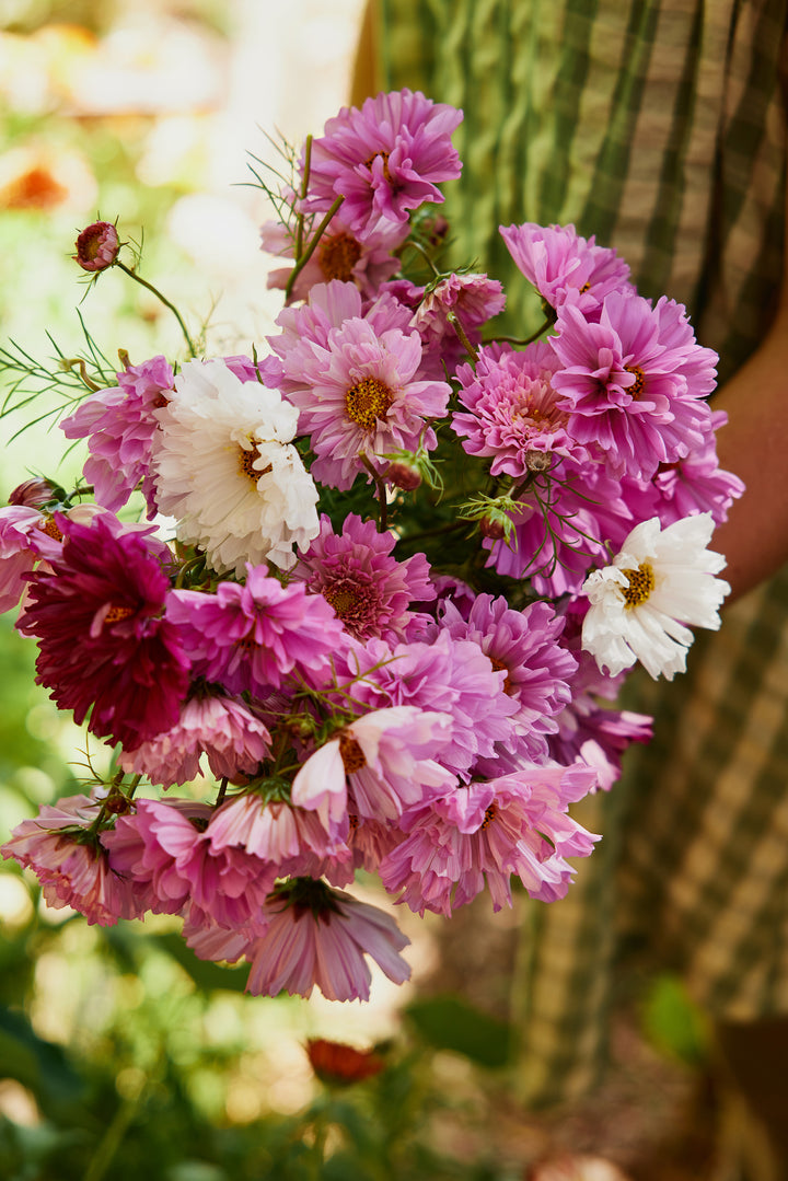 Cosmos Double Click Mix Flower | X 30 Seeds