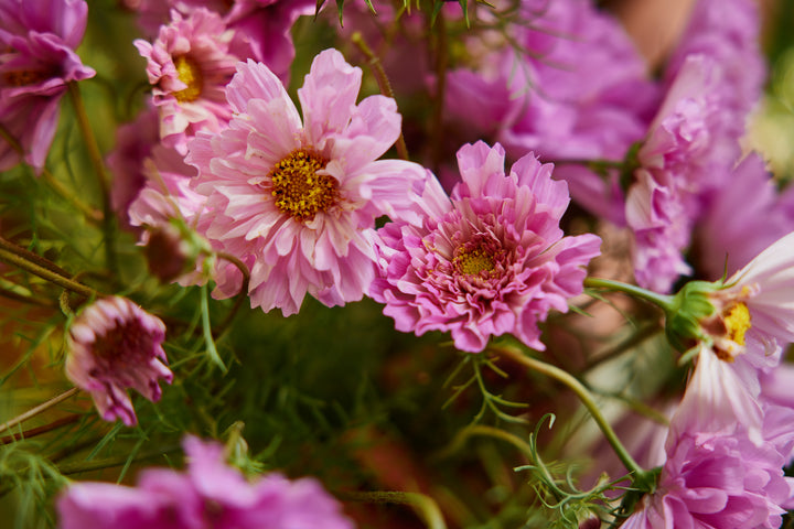 Cosmos Double Dutch Rose Bon Bon Flower | X 30 Seeds