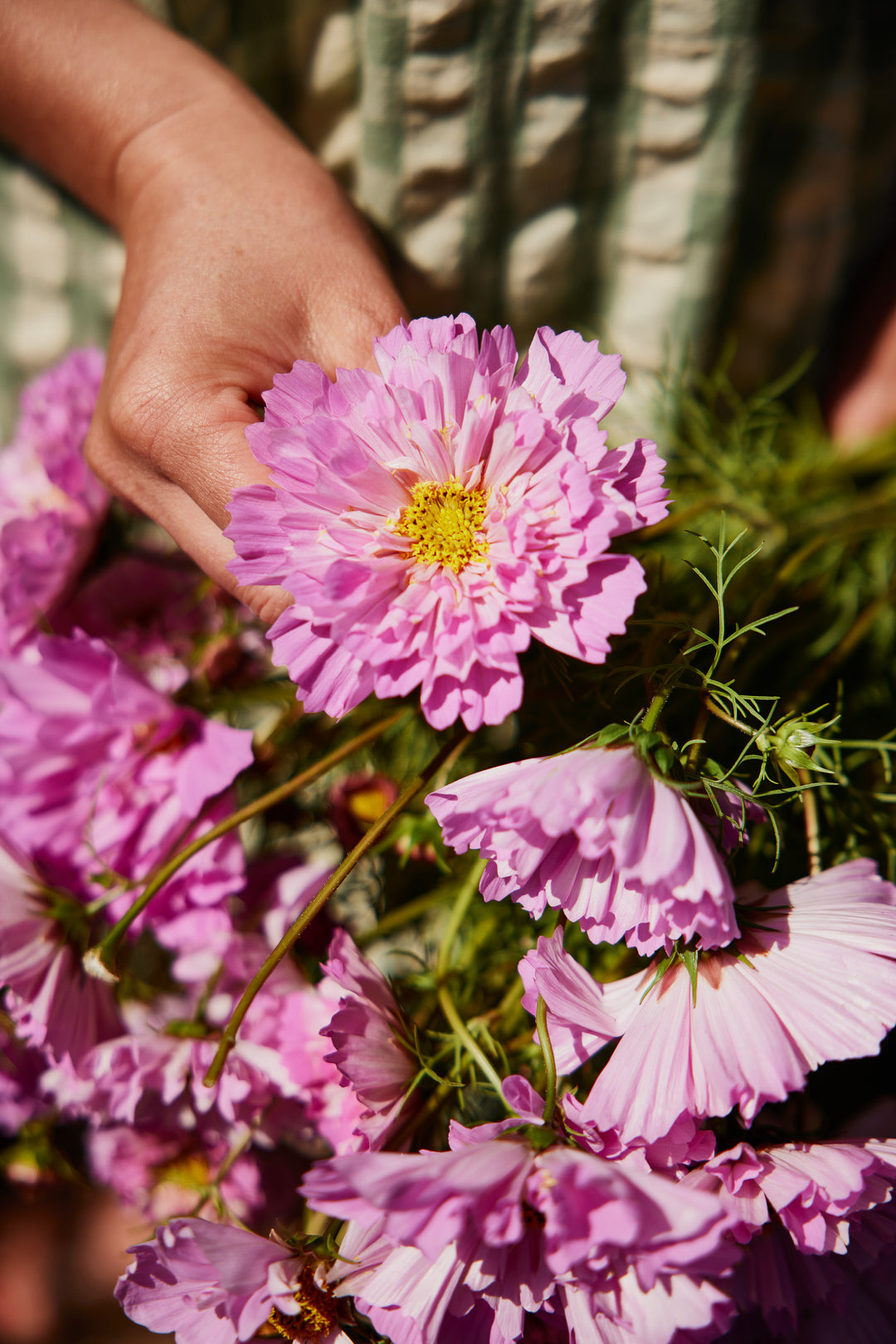 Cosmos Double Dutch Rose Bon Bon Flower | X 30 Seeds
