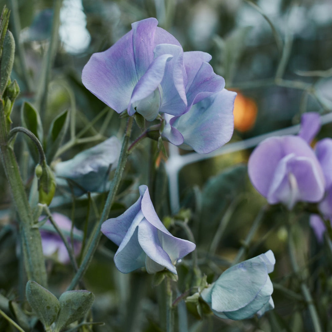 Sweet Pea Turquoise Lagoon Flower | X 10 Seeds