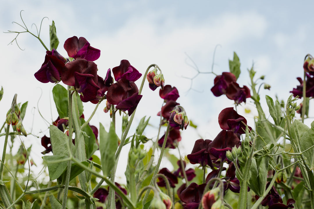 Sweet Pea Royal Maroon Flower | X 15 Seeds