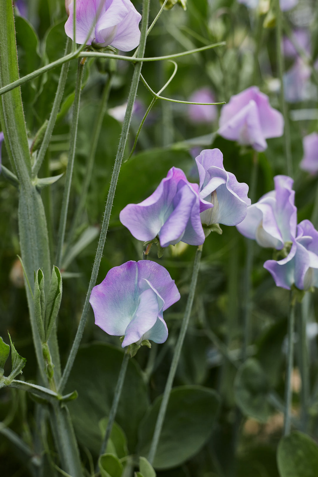 Sweet Pea Turquoise Lagoon Flower | X 10 Seeds