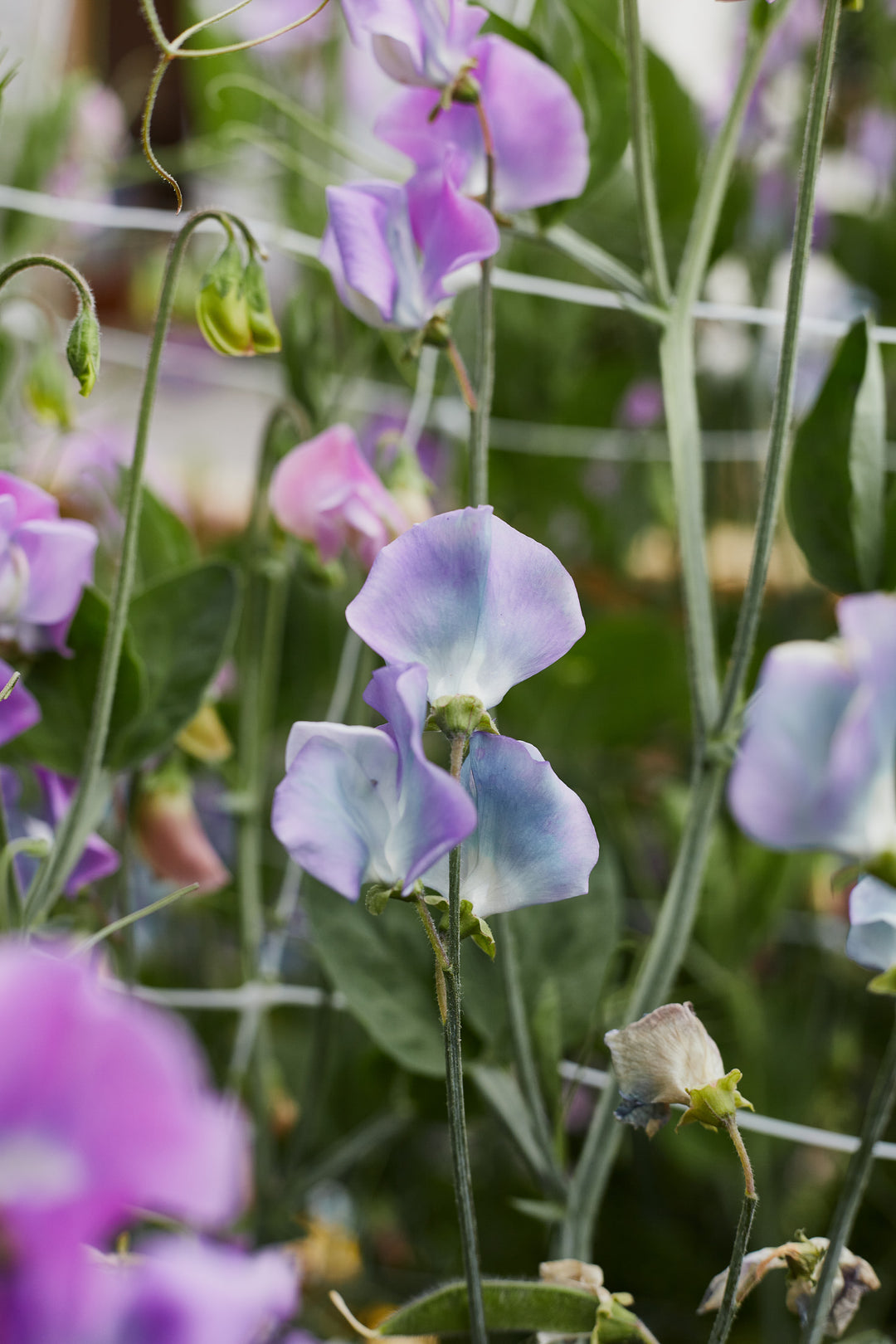 Sweet Pea Turquoise Lagoon Flower | X 10 Seeds