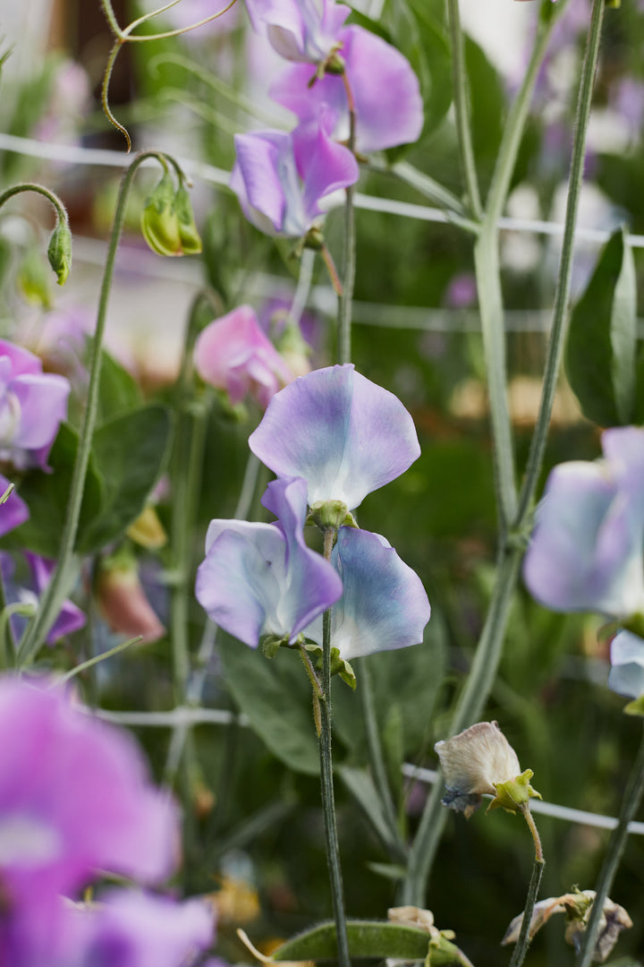 Sweet Pea Turquoise Lagoon Flower | X 10 Seeds