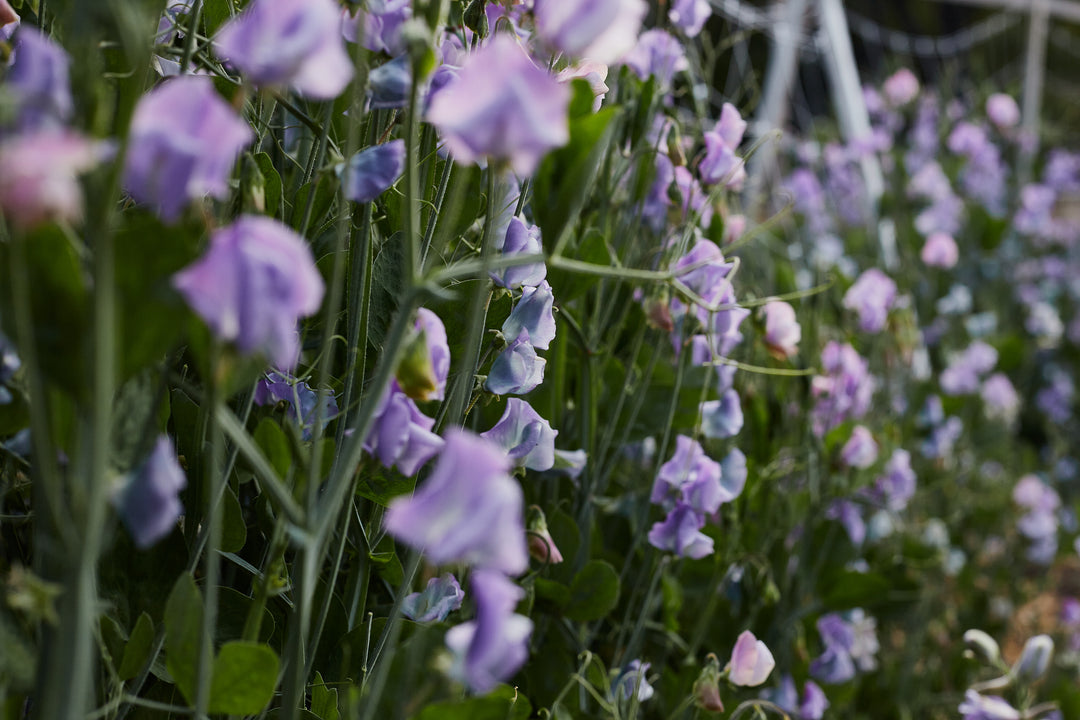 Sweet Pea Turquoise Lagoon Flower | X 10 Seeds