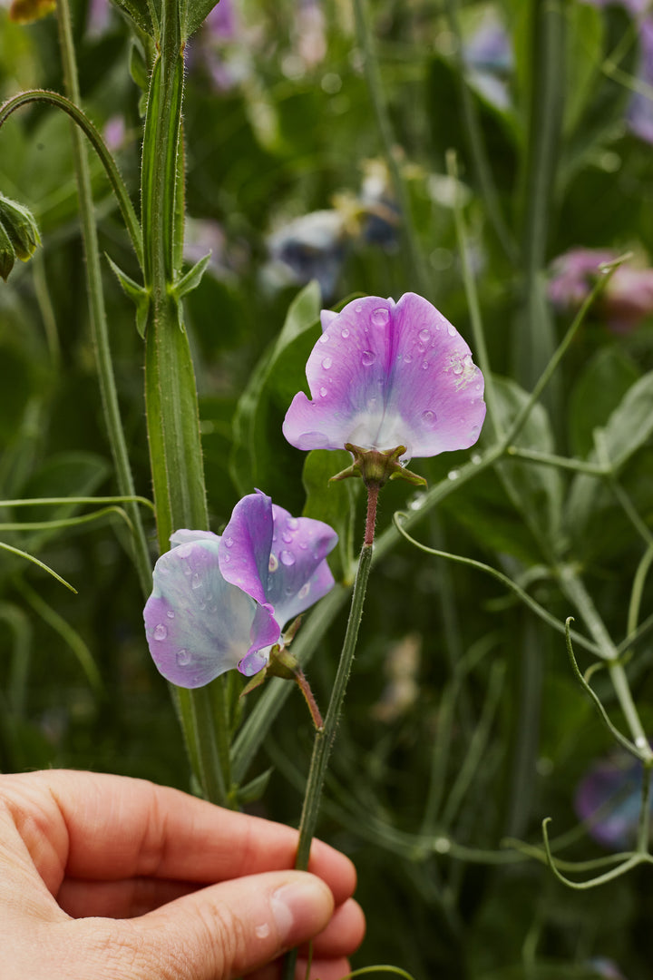 Sweet Pea Turquoise Lagoon Flower | X 10 Seeds