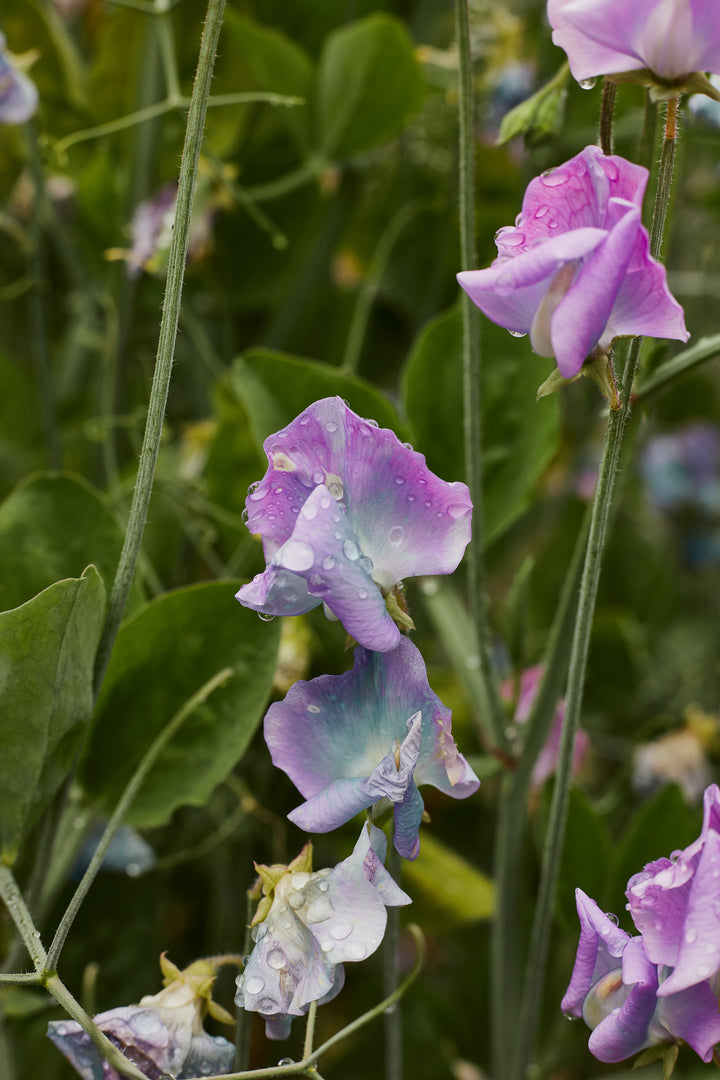Sweet Pea Turquoise Lagoon Flower | X 10 Seeds