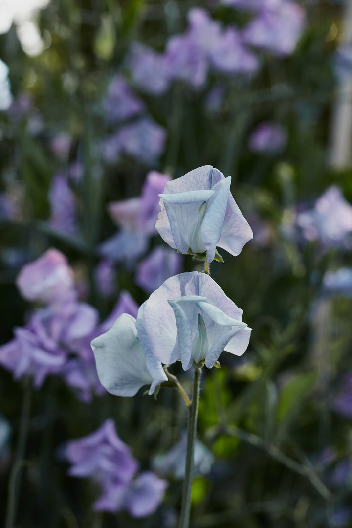 Sweet Pea Turquoise Lagoon Flower | X 10 Seeds