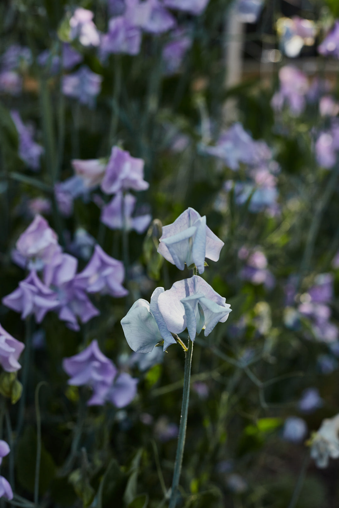 Sweet Pea Turquoise Lagoon Flower | X 10 Seeds