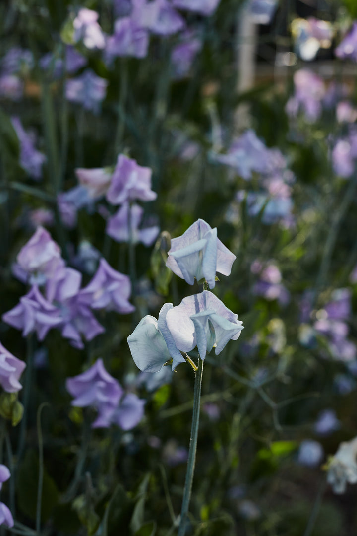 Sweet Pea Turquoise Lagoon Flower | X 10 Seeds