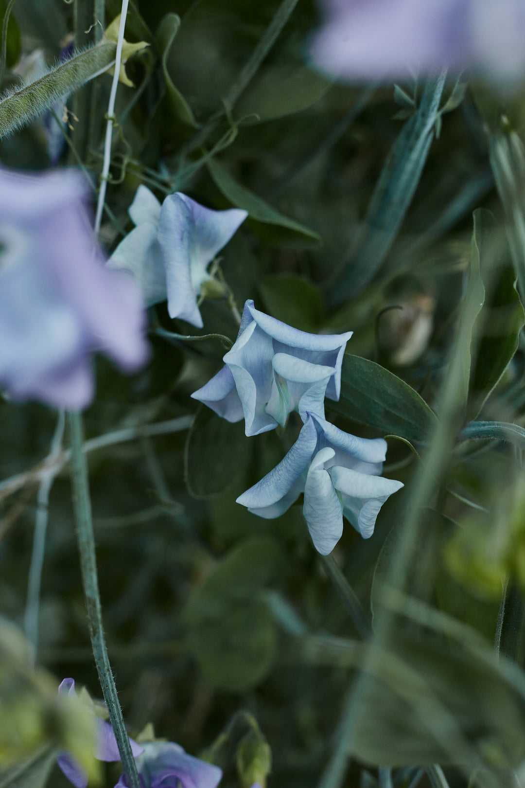 Sweet Pea Turquoise Lagoon Flower | X 10 Seeds