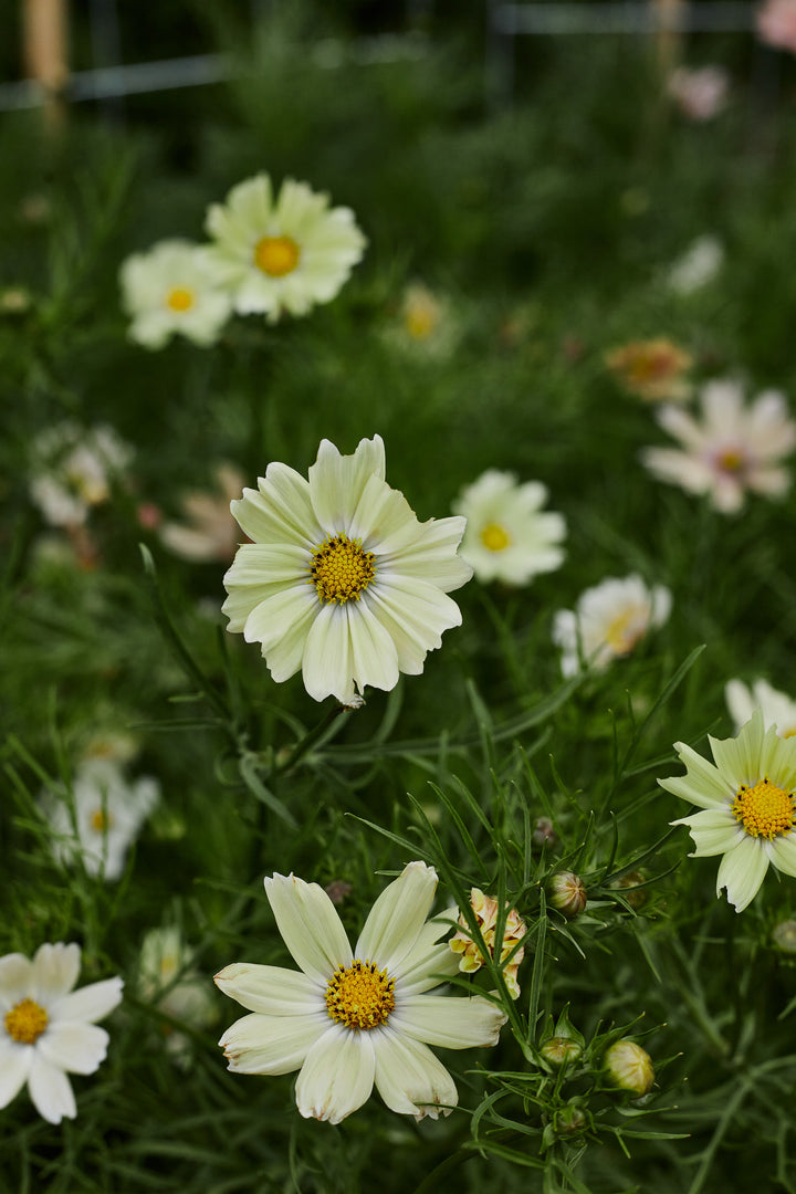 Cosmos Kiiro Flower | X 50 Seeds