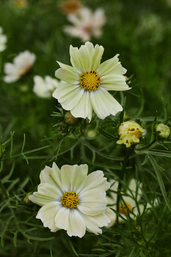 Cosmos Kiiro Flower | X 50 Seeds