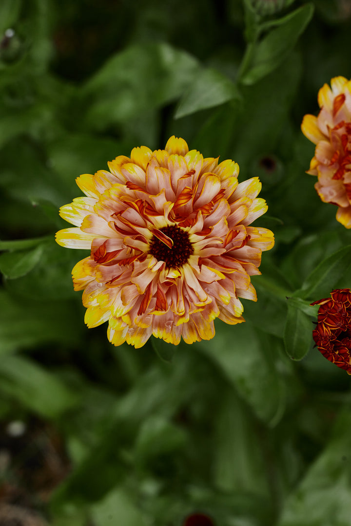 Calendula Pink Surprise Flower | X 30 Seeds