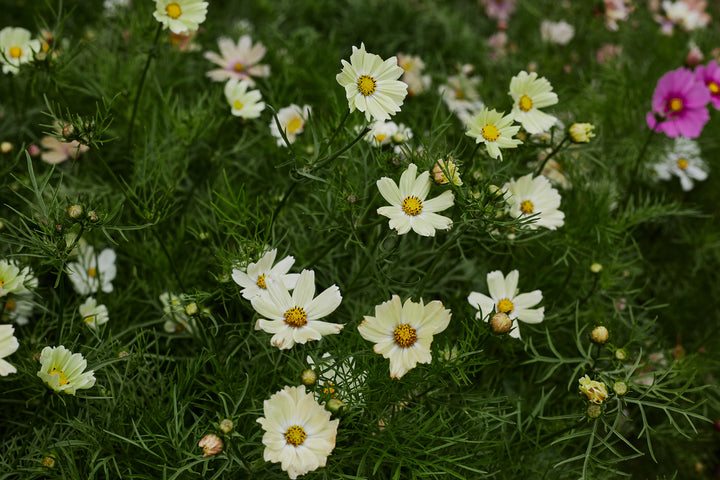 Cosmos Kiiro Flower | X 50 Seeds