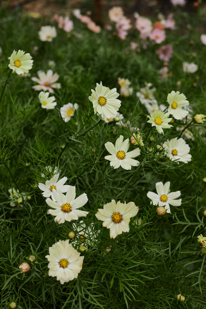 Cosmos Kiiro Flower | X 50 Seeds