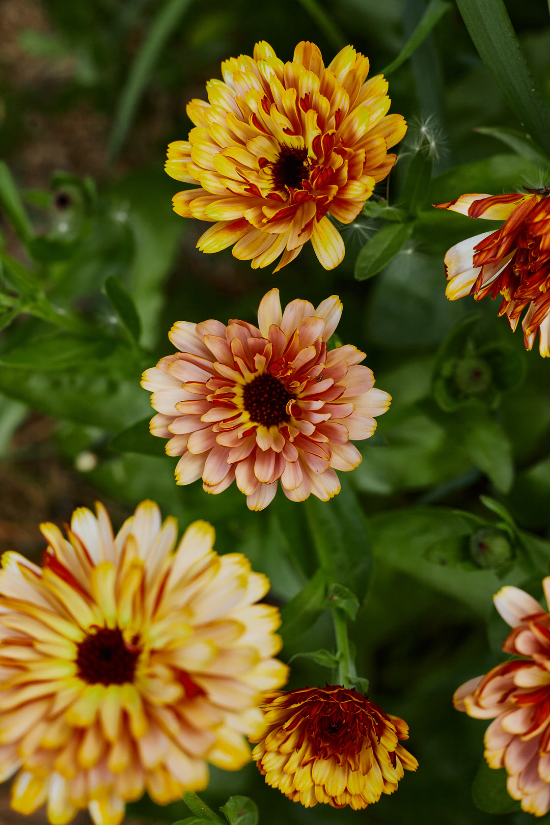 Calendula Pink Surprise Flower | X 30 Seeds