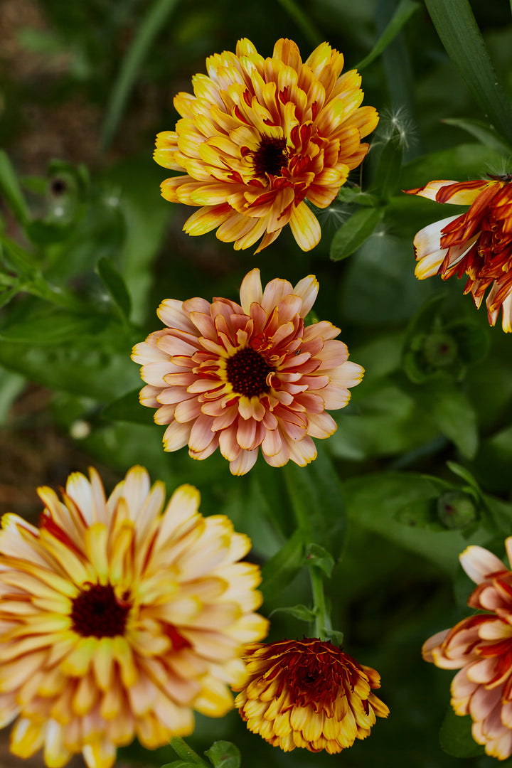 Calendula Pink Surprise Flower | X 30 Seeds