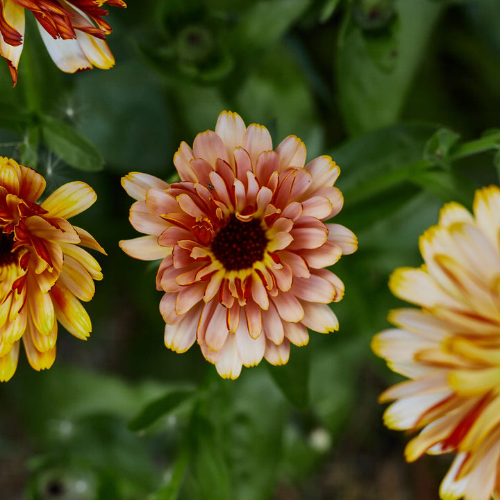 Calendula Pink Surprise Flower | X 30 Seeds