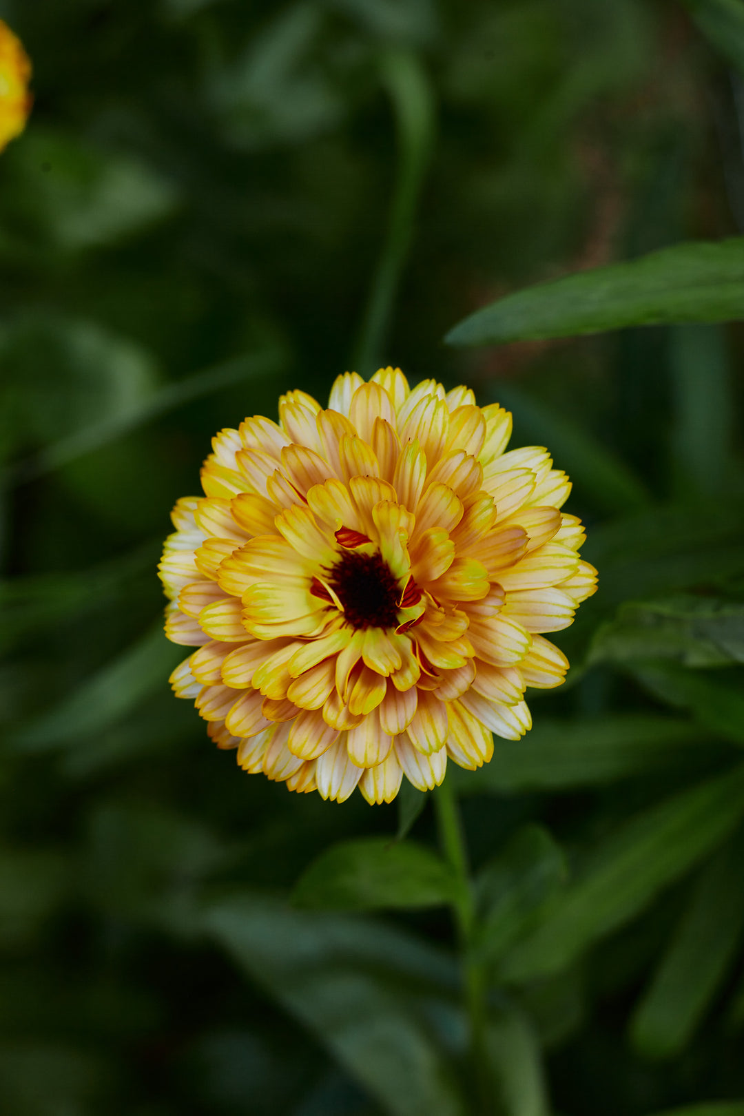 Calendula Pink Surprise Flower | X 30 Seeds