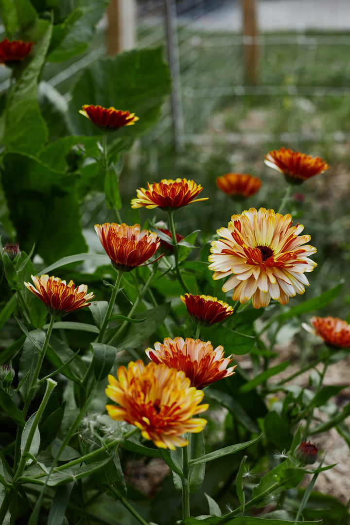 Calendula Pink Surprise Flower | X 30 Seeds