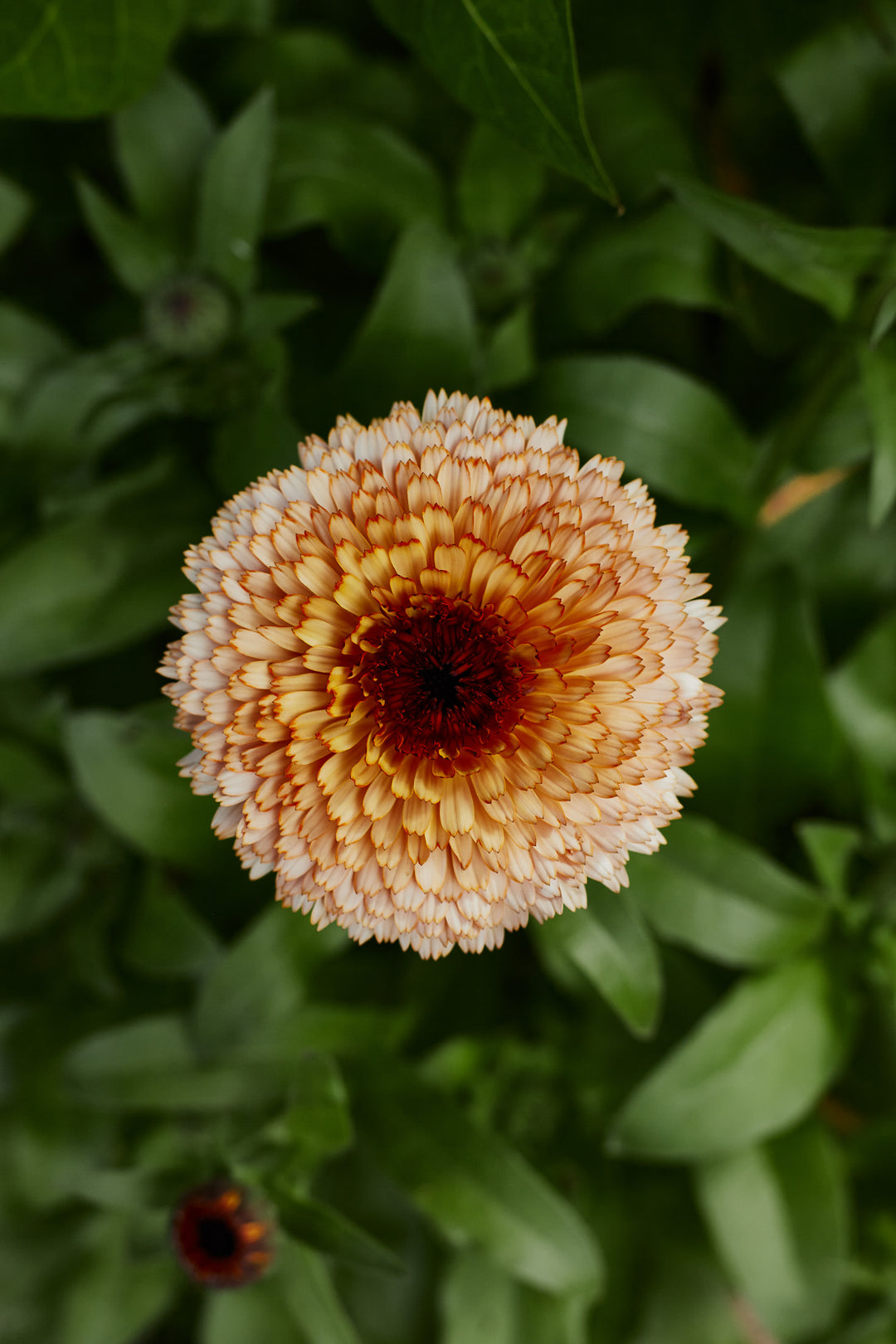 Calendula Pygmy Buff Flower | X 30 Seeds