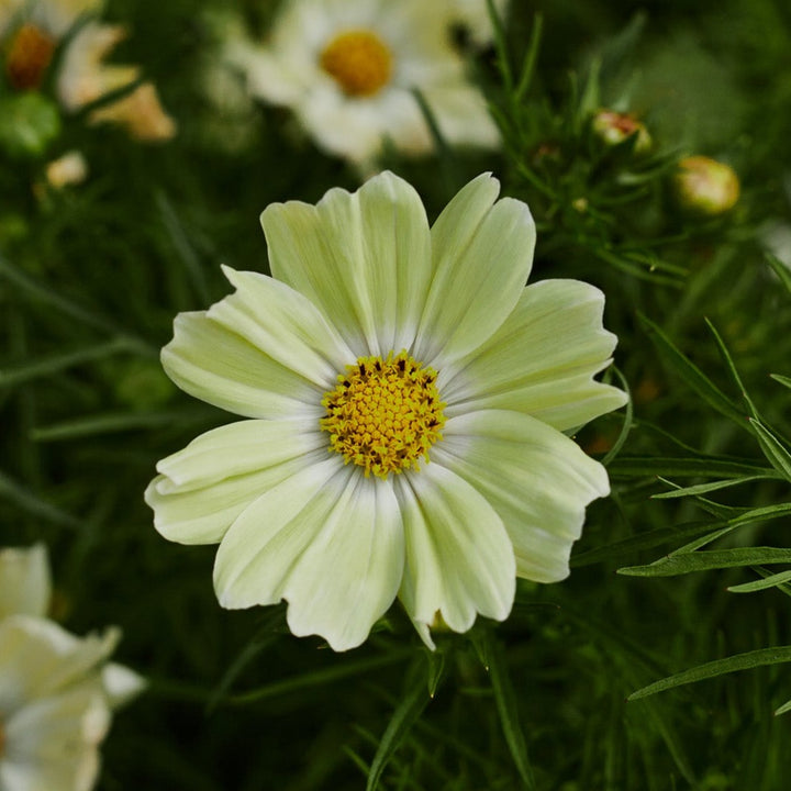 Cosmos Kiiro Flower | X 50 Seeds