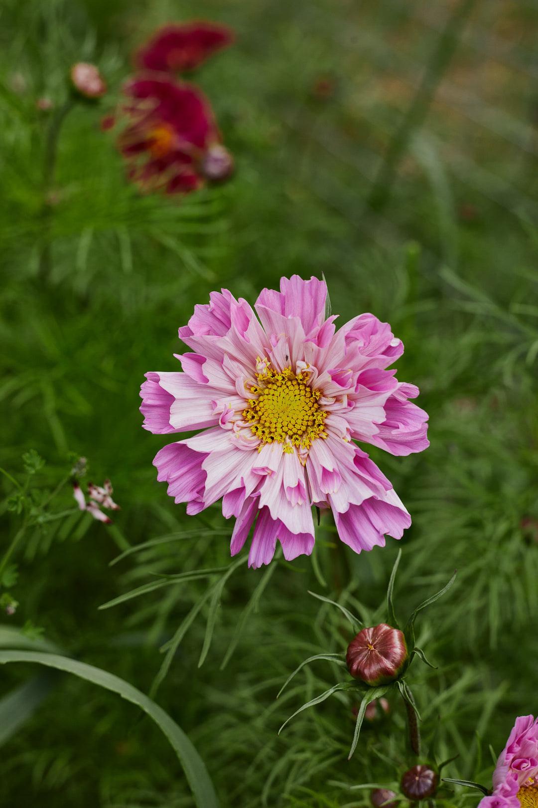 Cosmos Double Dutch Rose Bon Bon Flower | X 30 Seeds
